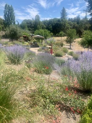 TWOMEY Anderson Valley by null