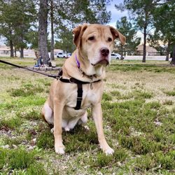 Davis Park - We love taking our dog to this park whenever we're in town.