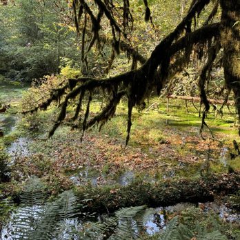 Hoh Rainforest - Hiking Near Me - Forks, Washington Hoh Rainforest - Hiking Near Me - Forks, Washington