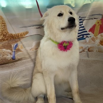 Border Tails Rescue - All 4 of these babies found their forever homes, wonderful, perfect homes through Border Tails - Pet Adoption Near Me - Northbrook, Illinois