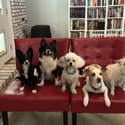 Dog Think