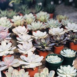 Petitti Garden Centers
