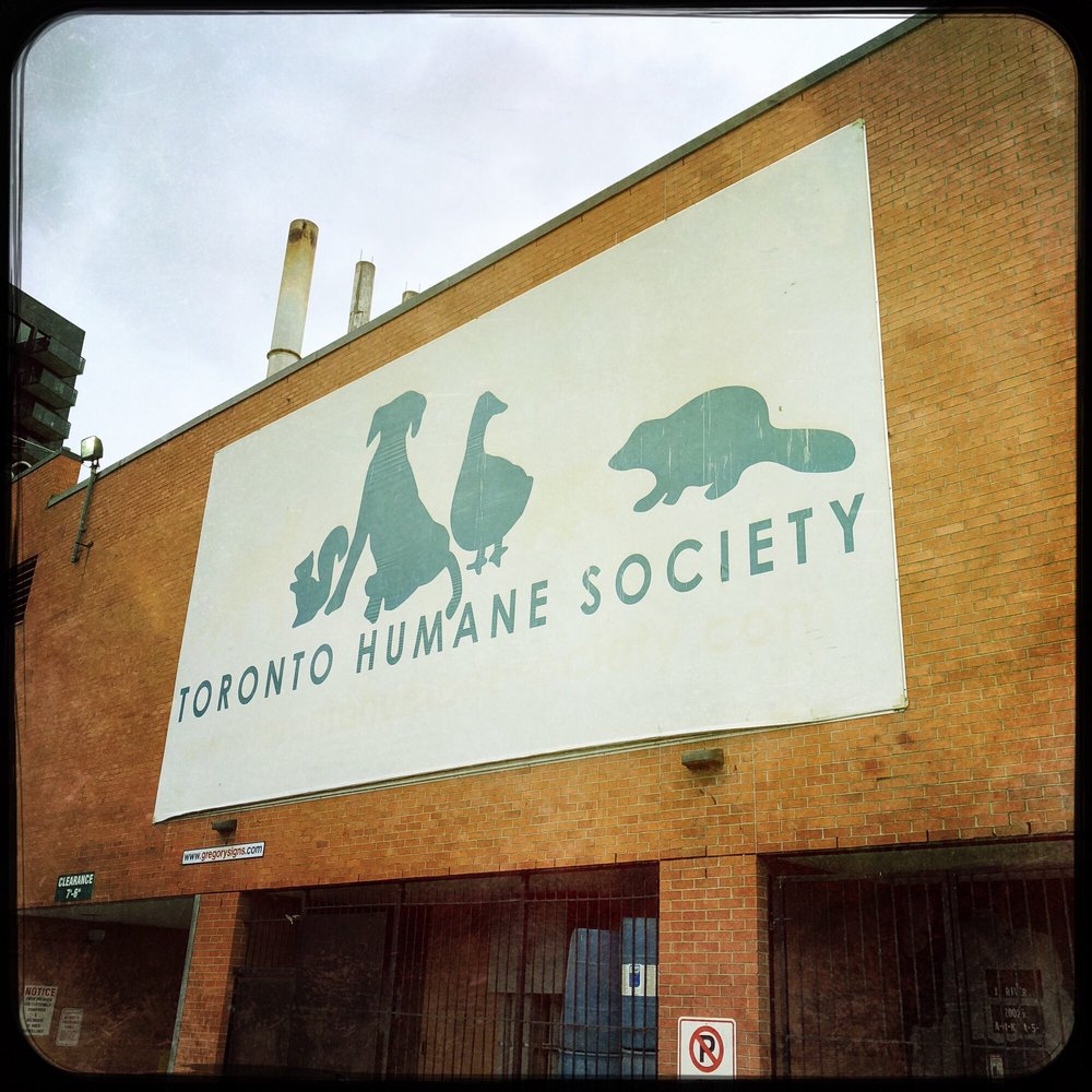 toronto humane society euthanasia cost