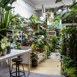 Paraíso Plant Studio - One of the most beautiful plant-filled spaces in the area.