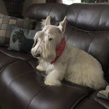 Grateful Pets - Harley - Pet Groomers Near Me - Charlotte, North Carolina