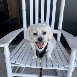 Alphonse Grooming - Dog grooming