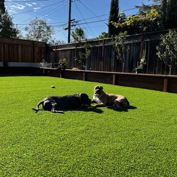 MsGardening - Pups loving the new astroturf - Landscaping Near Me