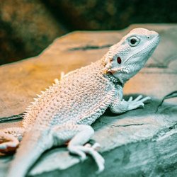 Exotic Tropical Pet World