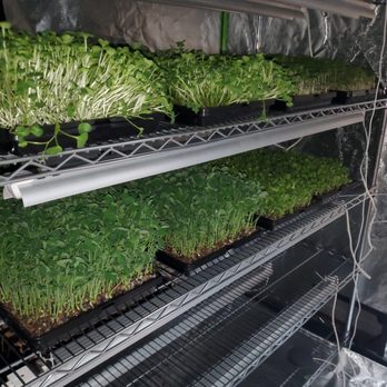 PDX Healthy Greens - a variety of sprouts - Food Delivery Services Near Me PDX Healthy Greens - a variety of sprouts - Food Delivery Services Near Me