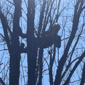 Saw Good Tree Service - Tree Services Near Me Saw Good Tree Service - Tree Services Near Me