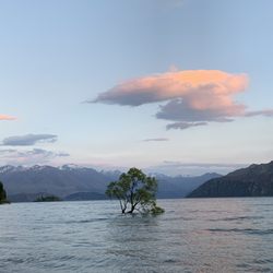 Wanaka Kiwi Holiday Park & Motels - Wanaka Tree less than 5 minutes away by car