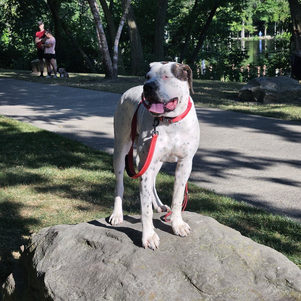 The K9 Expert - Clyde 8 months old American Bulldog on "place" at his 5-6 session. - Pet Training Near Me The K9 Expert - Clyde 8 months old American Bulldog on "place" at his 5-6 session. - Pet Training Near Me