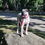 Photo of The K9 Expert