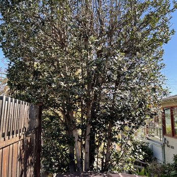 Adam's Tree Care - Bay laurel - took 10 feet off the top, re-shaped the silhouette and found a lacy beauty! - Tree Services Near Me Adam's Tree Care - Bay laurel - took 10 feet off the top, re-shaped the silhouette and found a lacy beauty! - Tree Services Near Me