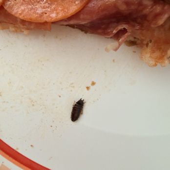 Romas Pizzeria - I looked at the pizza and thought this was an olive, but it wasn't! I took it off and it was a nasty bug!! - Pizza Near Me - Sacramento, California Romas Pizzeria - I looked at the pizza and thought this was an olive, but it wasn't! I took it off and it was a nasty bug!! - Pizza Near Me - Sacramento, California