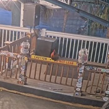 Hog's Breath Saloon - Bars Near Me - Key West, Florida