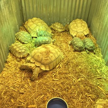 Go Lizards - Turtles (large) - Pet Stores Near Me - Bonner Springs, Kansas Go Lizards - Turtles (large) - Pet Stores Near Me - Bonner Springs, Kansas