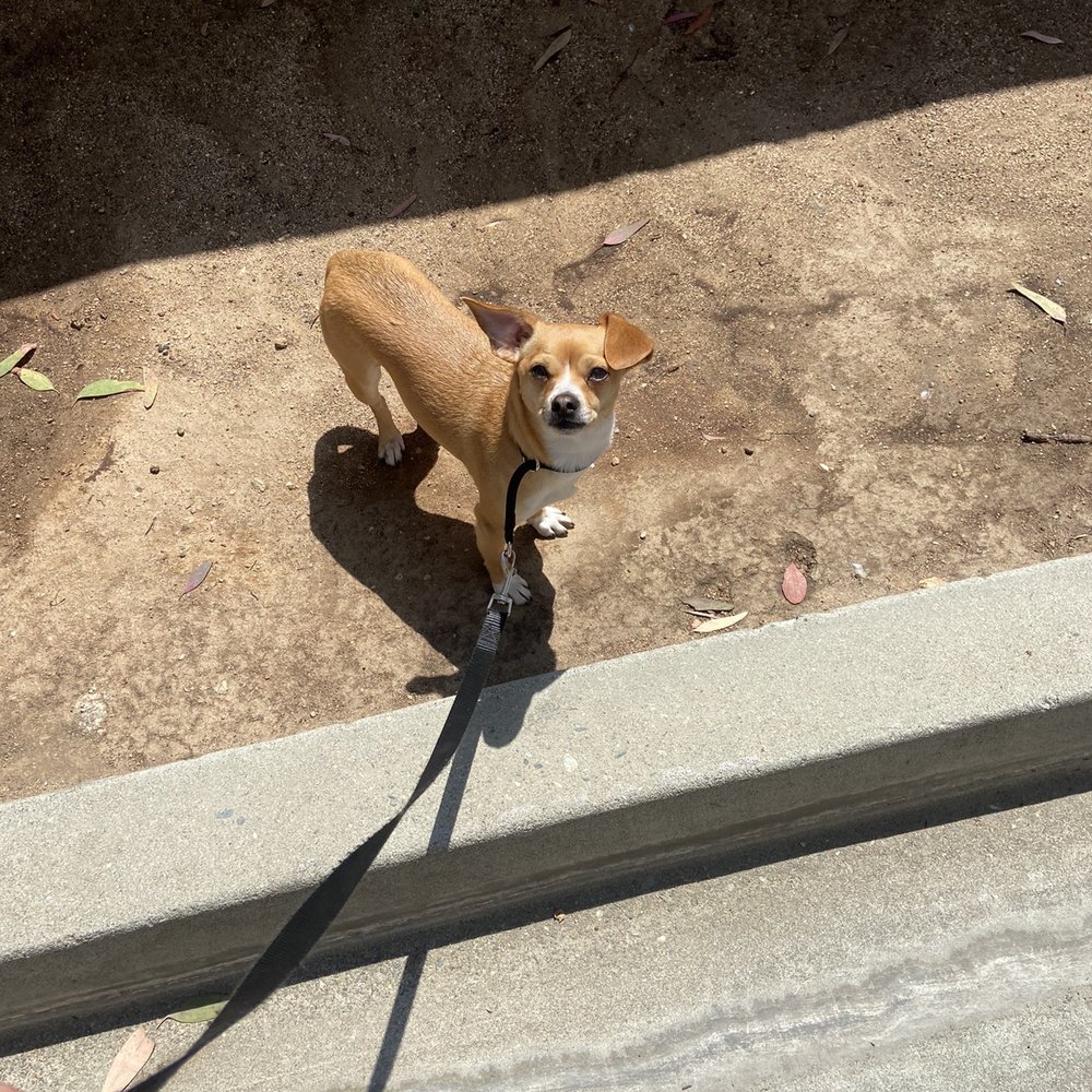 Xaviers Training - Pet Training Near Me - Highland, California Xaviers Training - Pet Training Near Me - Highland, California