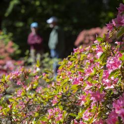 Rhododendron Species Botanical Garden - Azalea collection