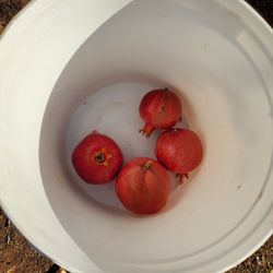 Mountain Brook Ranch - Large buckets for U-Pick
