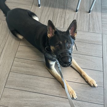 BluePearl Pet Hospital - Highly recommend this vet. They were were so amazing with my working ling GSD! It is rare to find a vet and staff like this! - Veterinarians Near Me - Clearwater, Florida