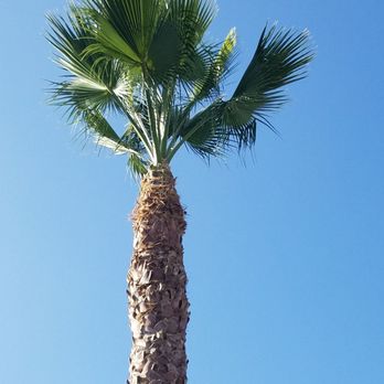 Lucero Tree Service - After - Tree Services Near Me Lucero Tree Service - After - Tree Services Near Me