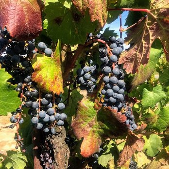Monte De Oro Winery - Stroll the vineyards! - Wineries Near Me - Temecula, California Monte De Oro Winery - Stroll the vineyards! - Wineries Near Me - Temecula, California