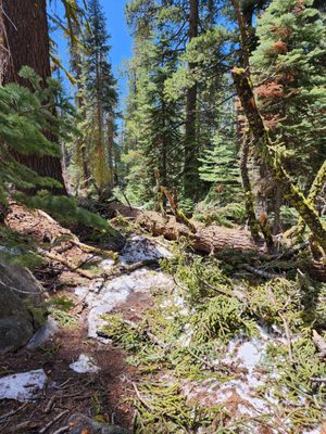 Sentinel Dome by null