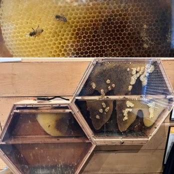 Silver Hand Meadery - Indoor Bee hive ! - Meaderies Near Me - Williamsburg, Virginia