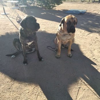 Patience Professional Dog Training - Pet Training Near Me - Tucson, Arizona Patience Professional Dog Training - Pet Training Near Me - Tucson, Arizona