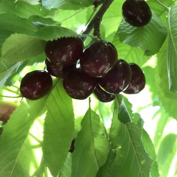 Fruit Basket - CHERRIES! - Fruits & Veggies Near Me - Grand Junction, Colorado