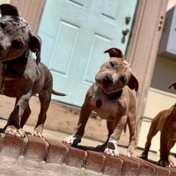 3 Kyngz Kennel - Thanos Gaia 
And penny found her fur ever home