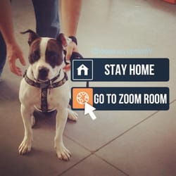 Zoom Room Dog Training