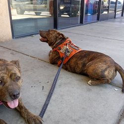 Aladdin Bail Bonds Riverside - Dogs waiting for my son release