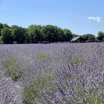 Lavender by the Bay - Pick Your Own Farms Near Me - East Marion, New York Lavender by the Bay - Pick Your Own Farms Near Me - East Marion, New York