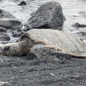 Punalu'u Black Sand Beach - Beaches Near Me - Pahala, Hawaii Punalu'u Black Sand Beach - Beaches Near Me - Pahala, Hawaii