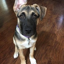 animal hospital cremation