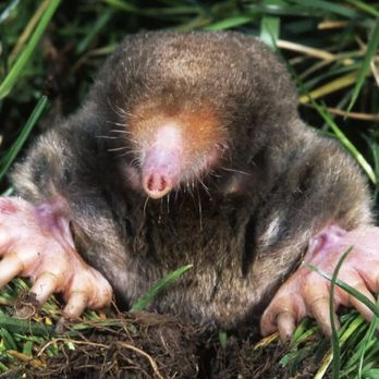 Mole Control - Pest Control Near Me - Port Orchard, Washington Mole Control - Pest Control Near Me - Port Orchard, Washington