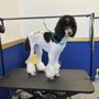 Pet Pros