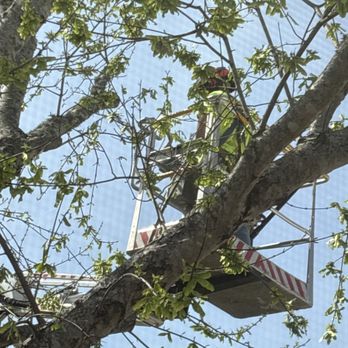 Bear's Insured Tree Service - Bear trimmer moves platform to miss the cables holding the 2 large upper trunks. - Tree Services Near Me - Hull, Georgia Bear's Insured Tree Service - Bear trimmer moves platform to miss the cables holding the 2 large upper trunks. - Tree Services Near Me - Hull, Georgia