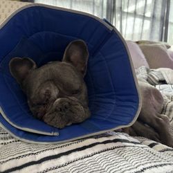 Aarf Pet Care