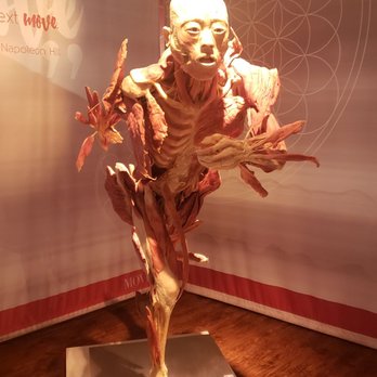 Real Bodies - Museums Near Me - Las Vegas, Nevada Real Bodies - Museums Near Me - Las Vegas, Nevada