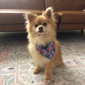 MexiVet Express - Healed and no more teeth pain! - Veterinarians Near Me