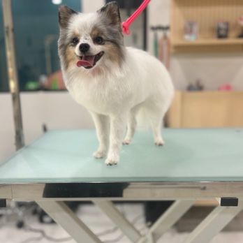 Well Groomed Pets - Surprise - Dog - Pet Groomers Near Me - Surprise, Arizona Well Groomed Pets - Surprise - Dog - Pet Groomers Near Me - Surprise, Arizona