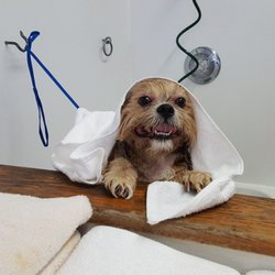 Four Paws Salon