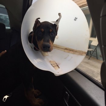Kokua Pet Clinic - Veterinarians Near Me - Honolulu, Hawaii Kokua Pet Clinic - Veterinarians Near Me - Honolulu, Hawaii
