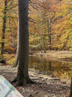 Bowman's Hill Wildflower Preserve by null