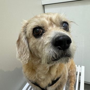 Park Slope Veterinary Center - Veterinarians Near Me - Brooklyn, New York Park Slope Veterinary Center - Veterinarians Near Me - Brooklyn, New York