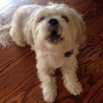 Camp Bow Wow - Pet Sitting Near Me - Parker, Colorado