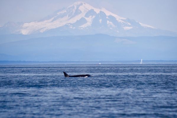 Western Prince Whale Watching Adventures by null